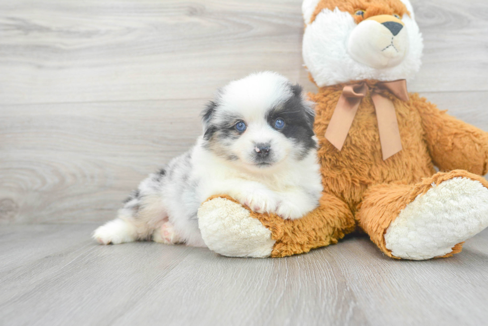 Mini Aussie Puppy for Adoption