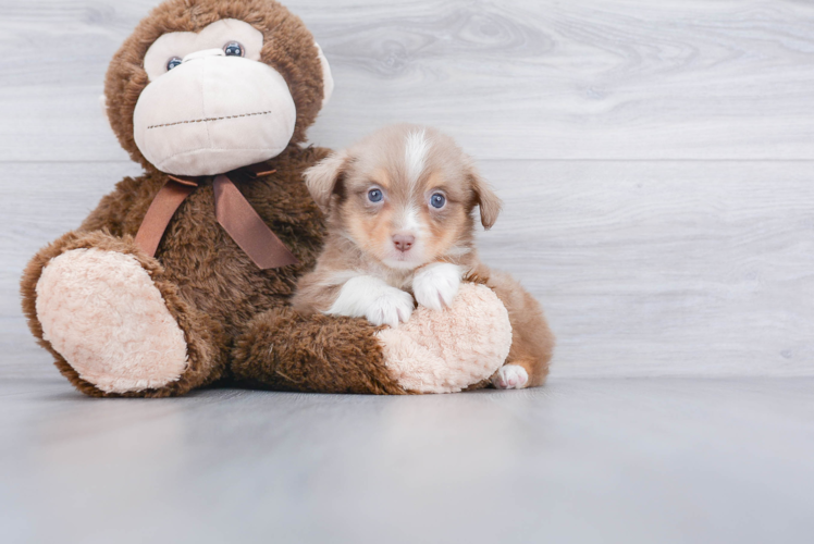 Best Mini Aussie Baby