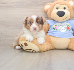 5 week old Mini Aussie Puppy For Sale - Premier Pups