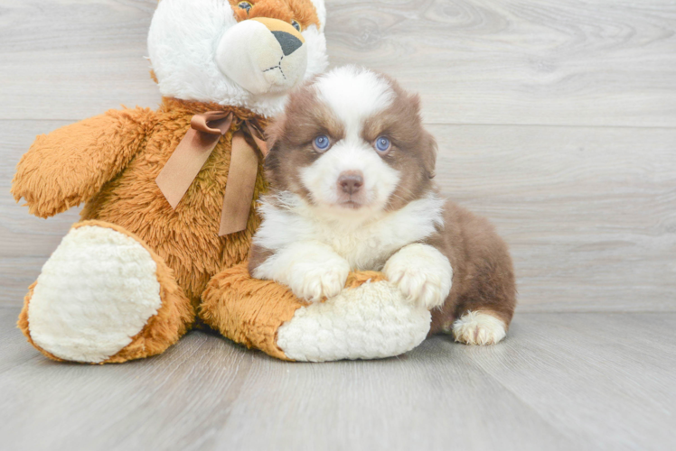 Small Mini Aussie Purebred Pup