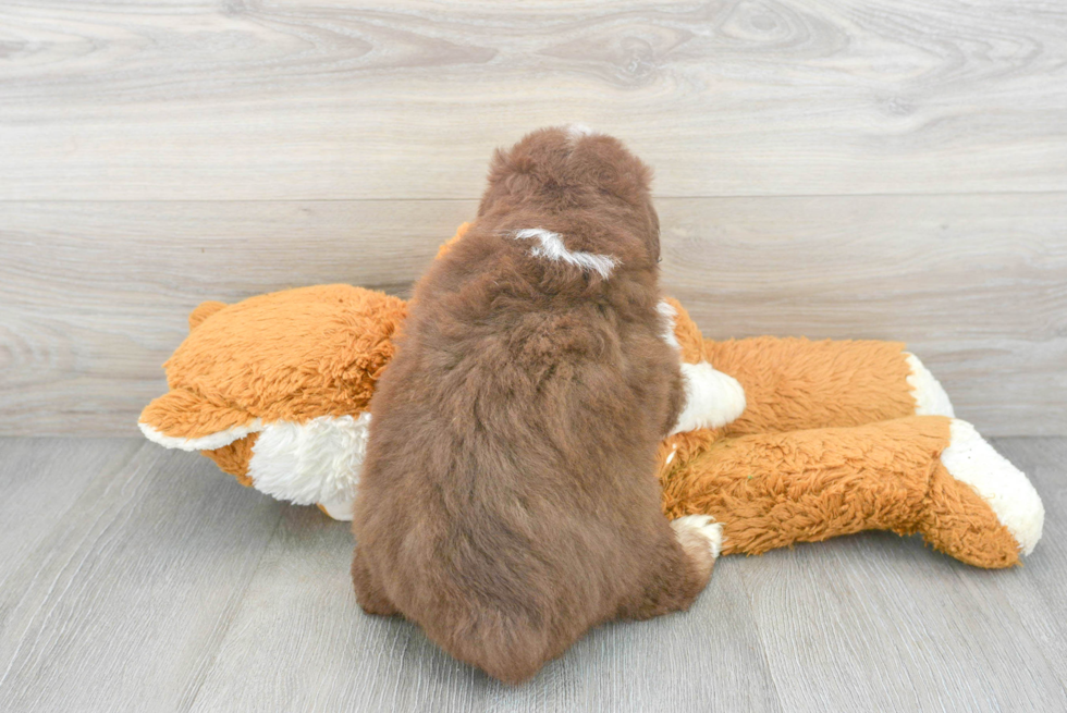 Akc Registered Mini Aussie Baby