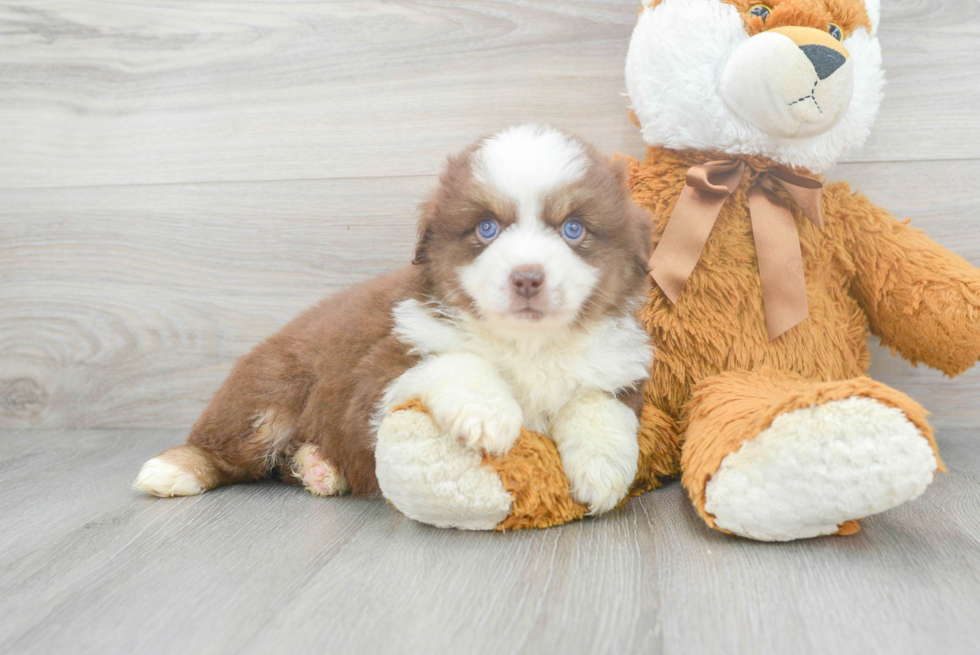 Mini Aussie Pup Being Cute