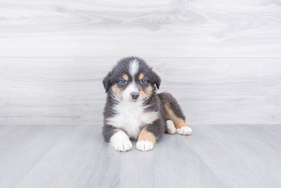 Mini Aussie Pup Being Cute