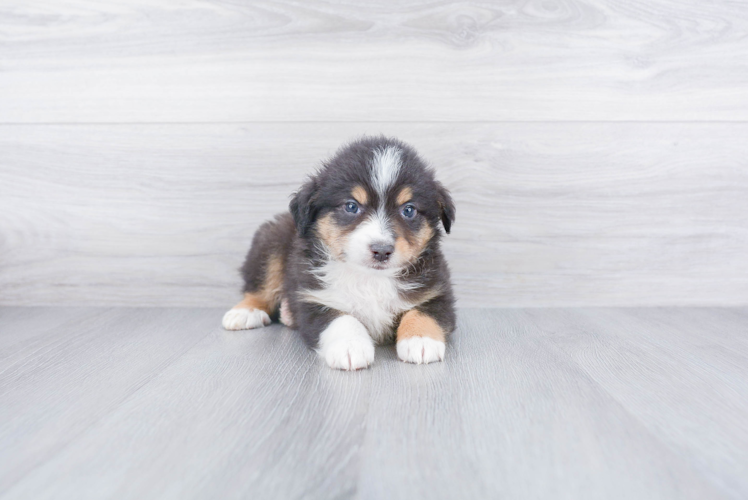 Best Mini Aussie Baby