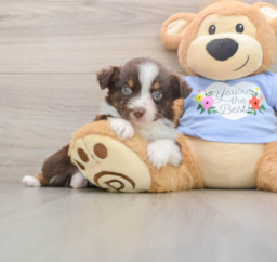 5 week old Mini Aussie Puppy For Sale - Premier Pups