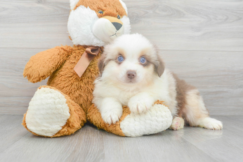 Playful Mini Aussie Purebred Pup