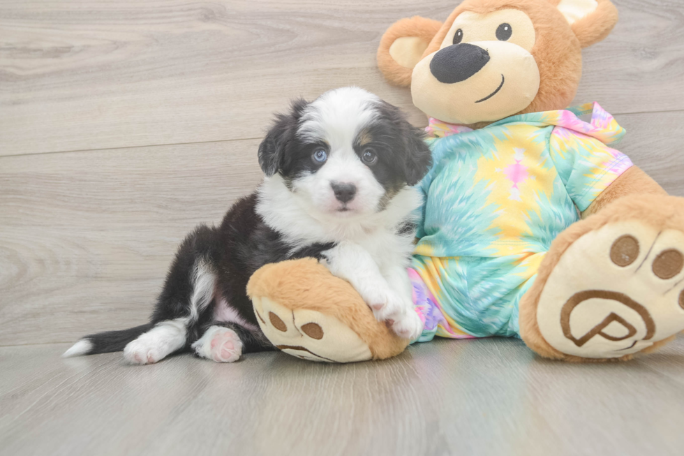 Meet Earl Gray - our Mini Aussie Puppy Photo  2/3 - Premier Pups Best Mini Aussie Baby