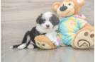 Meet Earl Gray - our Mini Aussie Puppy Photo  2/3 - Premier Pups Best Mini Aussie Baby
