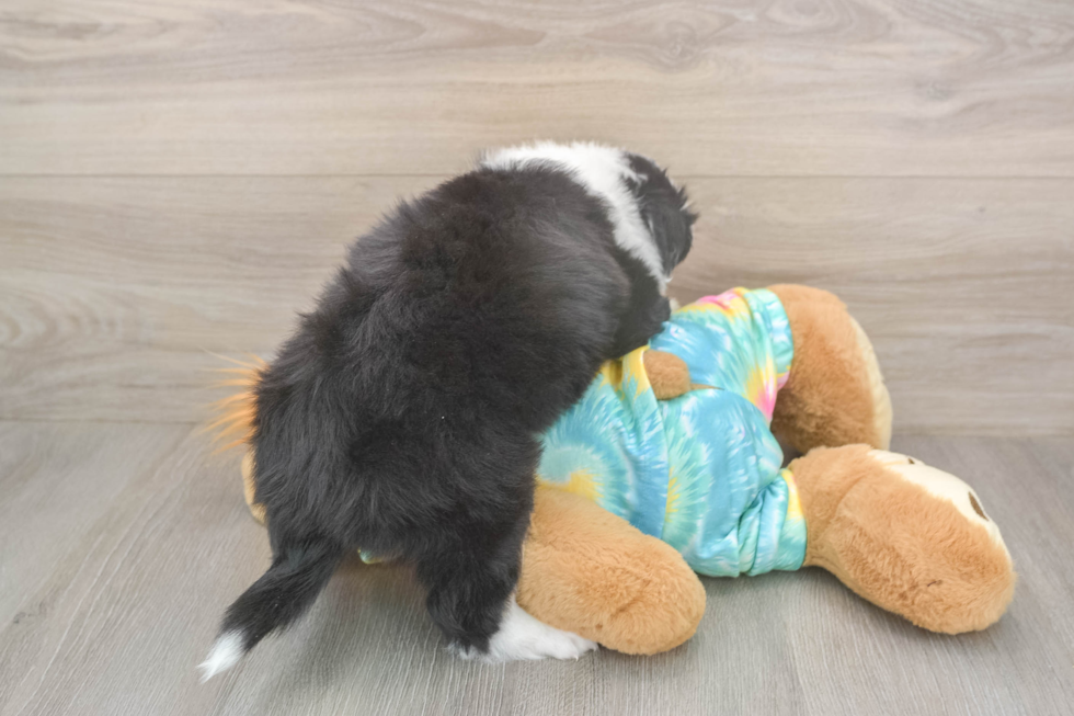 Meet Earl Gray - our Mini Aussie Puppy Photo  3/3 - Premier Pups Small Mini Aussie Baby