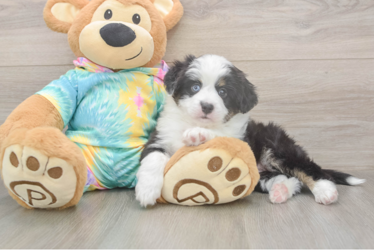 Smart MAS Purebred Puppy