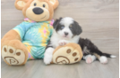 Meet Earl Gray - our Mini Aussie Puppy Photo  1/3 - Premier Pups Smart MAS Purebred Puppy