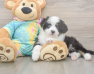 5 week old Mini Aussie Puppy For Sale - Premier Pups 5 week old Mini Aussie Puppy For Sale - Premier Pups