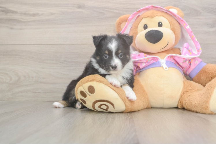 Funny Mini Aussie Baby