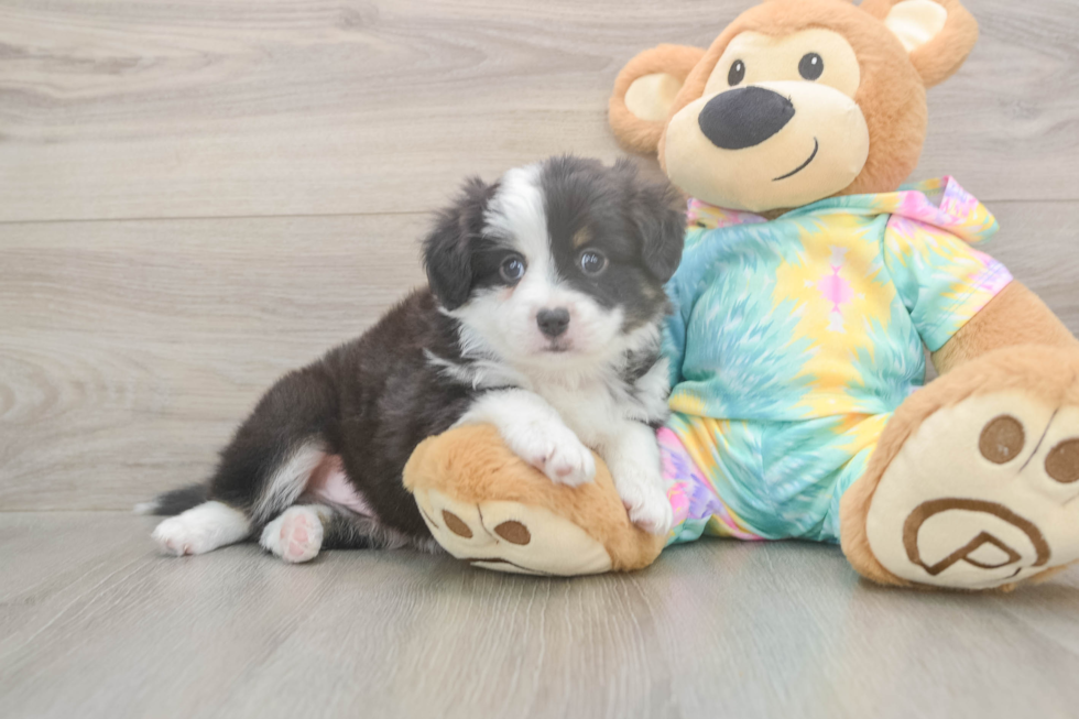 Meet Enzo - our Mini Aussie Puppy Photo  2/3 - Premier Pups Sweet MAS Purebred Puppy