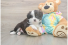 Meet Enzo - our Mini Aussie Puppy Photo  2/3 - Premier Pups Sweet MAS Purebred Puppy