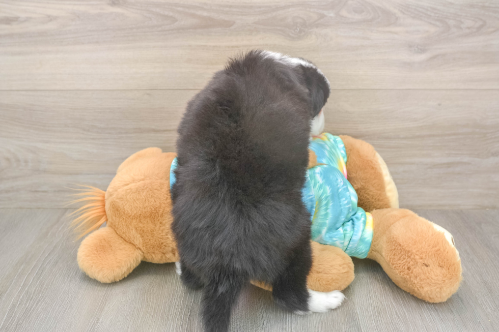 Meet Enzo - our Mini Aussie Puppy Photo  3/3 - Premier Pups Best Mini Aussie Baby