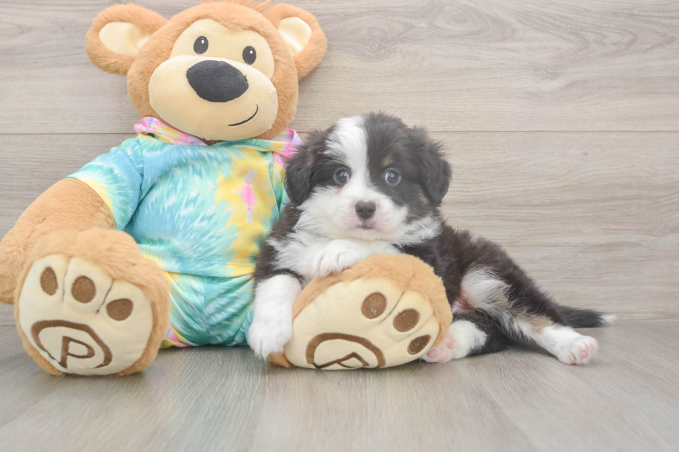 Meet Enzo - our Mini Aussie Puppy Photo  1/3 - Premier Pups Akc Registered Mini Aussie Purebred Pup