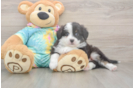 Meet Enzo - our Mini Aussie Puppy Photo  1/3 - Premier Pups Akc Registered Mini Aussie Purebred Pup