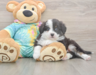 5 week old Mini Aussie Puppy For Sale - Premier Pups 5 week old Mini Aussie Puppy For Sale - Premier Pups