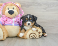 5 week old Mini Aussie Puppy For Sale - Premier Pups