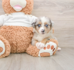 6 week old Mini Aussie Puppy For Sale - Premier Pups