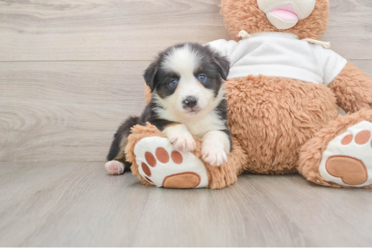 Energetic Mini Australian Shepherd Purebred Puppy