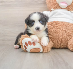 6 week old Mini Aussie Puppy For Sale - Premier Pups