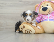 5 week old Mini Aussie Puppy For Sale - Premier Pups