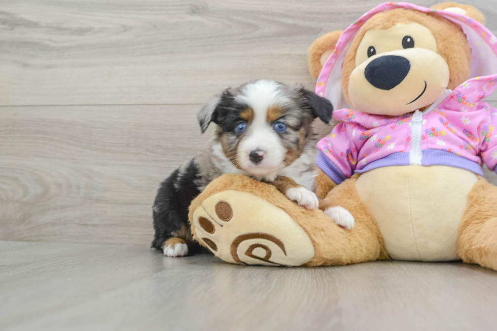 Mini Aussie Pup Being Cute