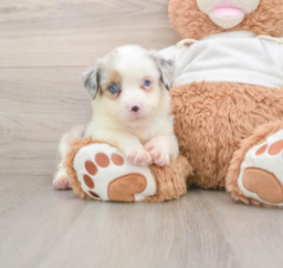 6 week old Mini Aussie Puppy For Sale - Premier Pups