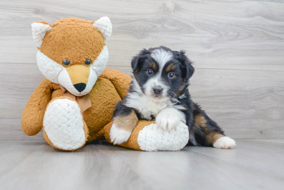 Mini Aussie Puppy for Adoption