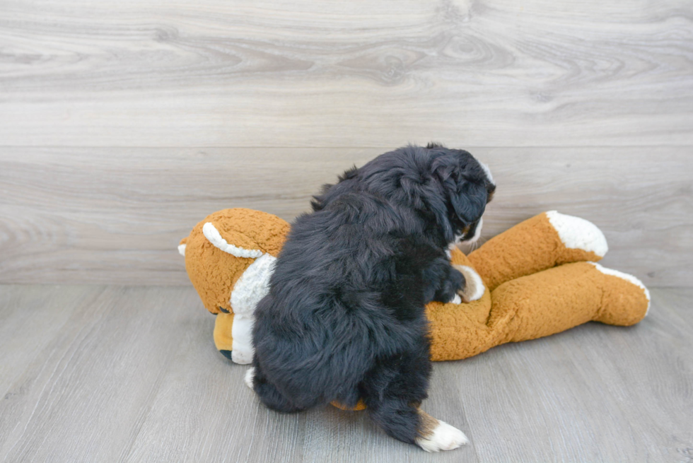 Petite Miniature Austrailian Shepherd Purebred Puppy