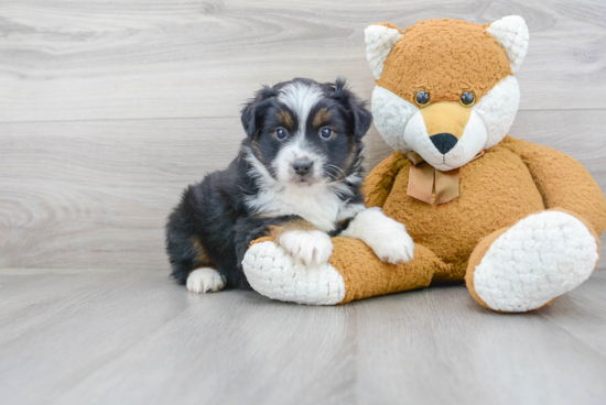 Best Mini Aussie Baby