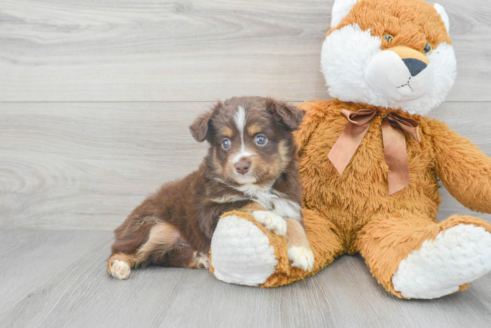 Best Mini Aussie Baby