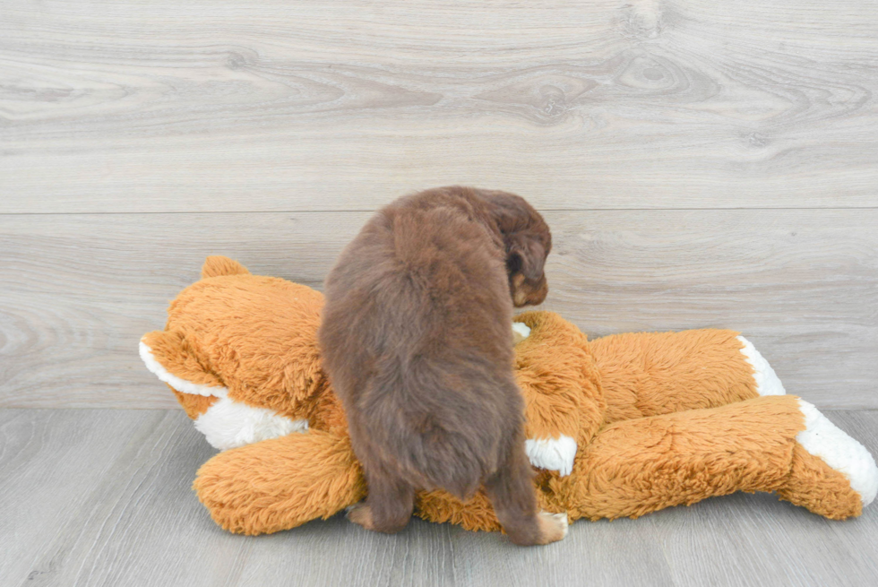 Best Mini Aussie Baby