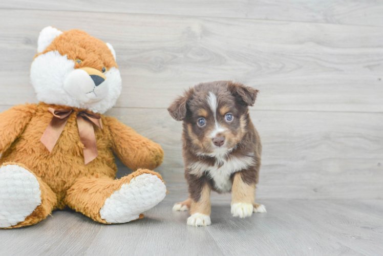 Best Mini Aussie Baby