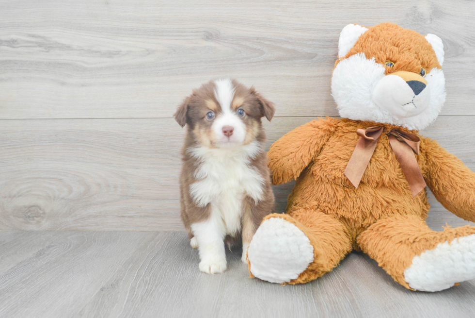 Mini Aussie Puppy for Adoption