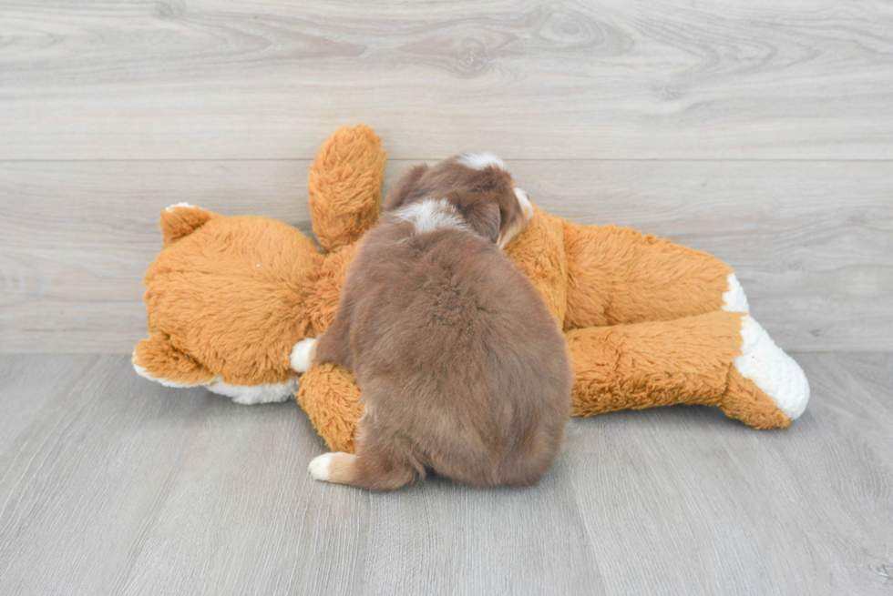 Adorable Miniature Austrailian Shepherd Purebred Puppy