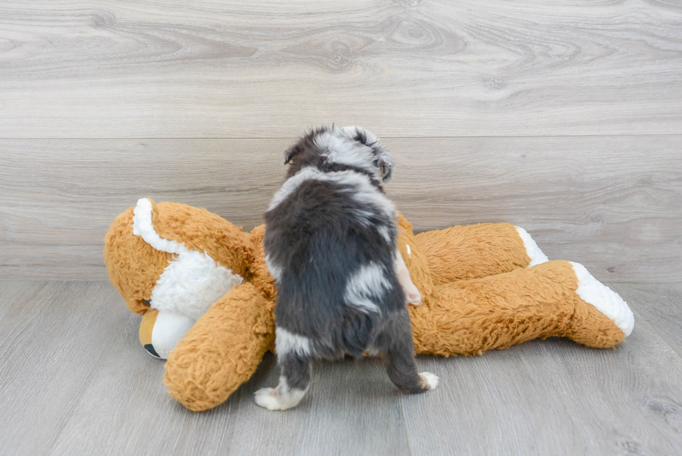 Akc Registered Mini Aussie Purebred Pup