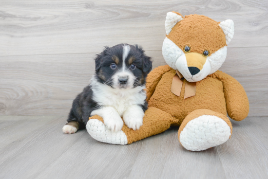 Mini Aussie Pup Being Cute