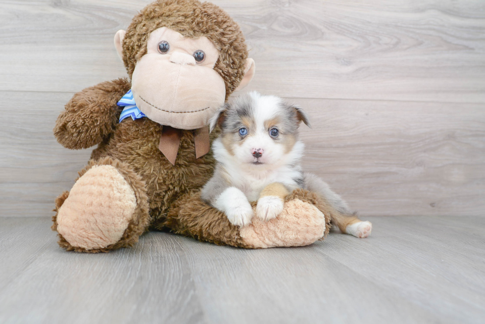 Little Mini Aussie Purebred Pup