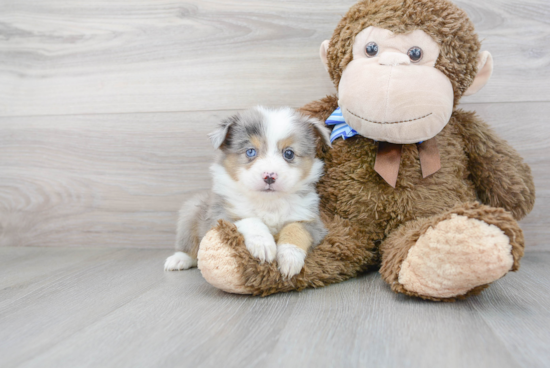 Petite Miniature Austrailian Shepherd Purebred Puppy