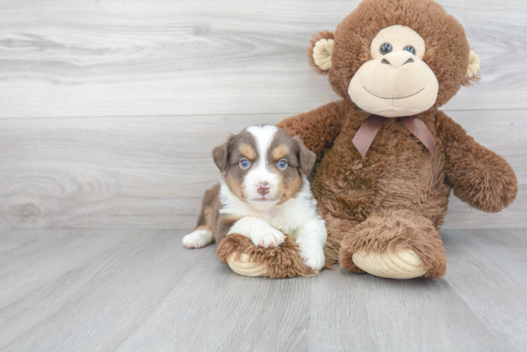 Mini Aussie Pup Being Cute