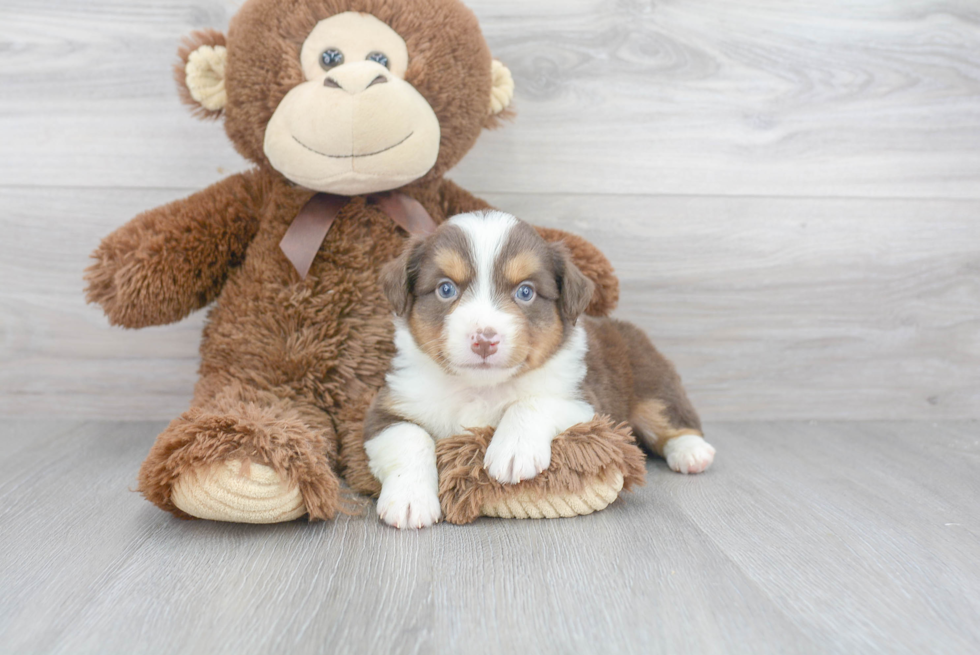 Best Mini Aussie Baby