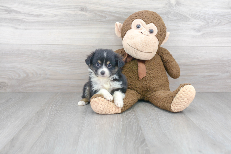 Smart Miniature Austrailian Shepherd Purebred Puppy