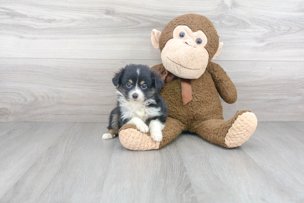 Smart Miniature Austrailian Shepherd Purebred Puppy