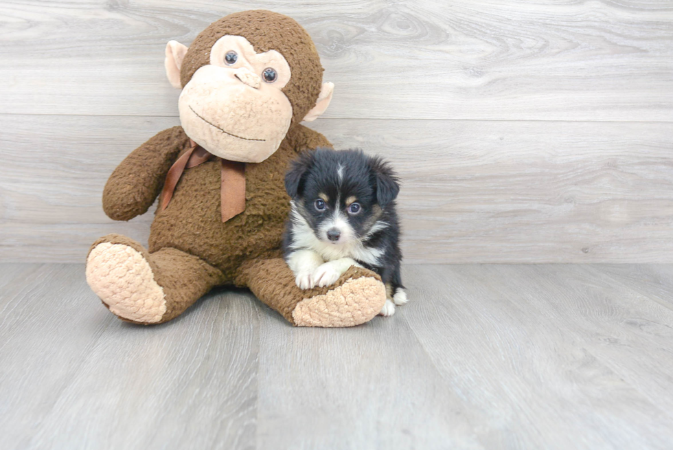 Mini Aussie Pup Being Cute