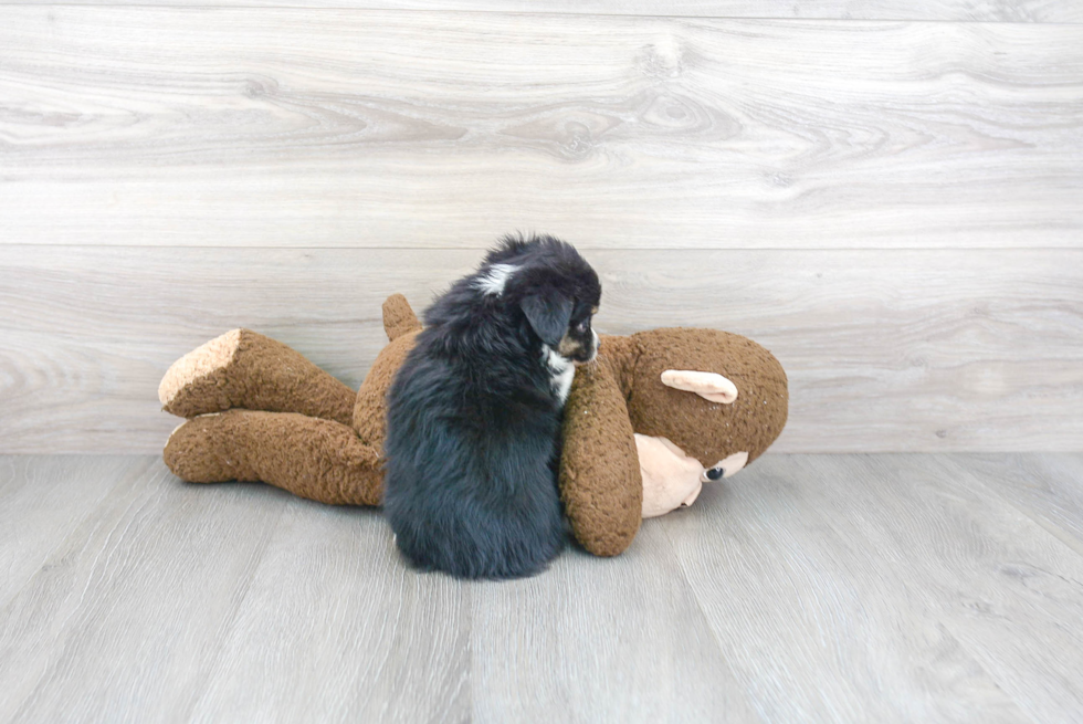 Mini Aussie Pup Being Cute