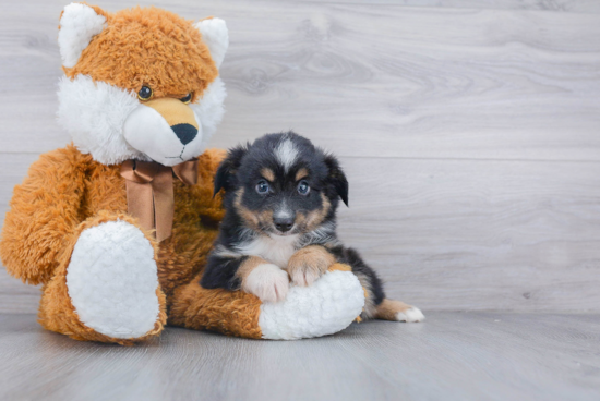 Mini Aussie Puppy for Adoption