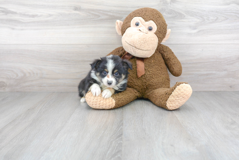 Mini Aussie Pup Being Cute